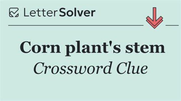 Corn on the ___ Crossword Clue