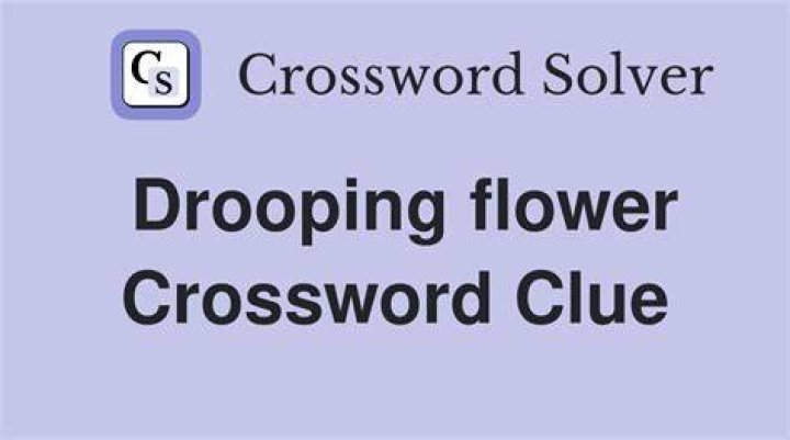 Drooping flower feature Crossword Clue